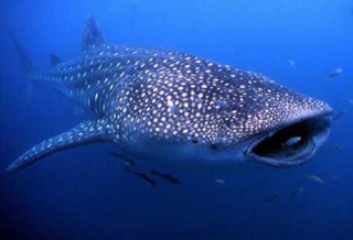 isla de holbox